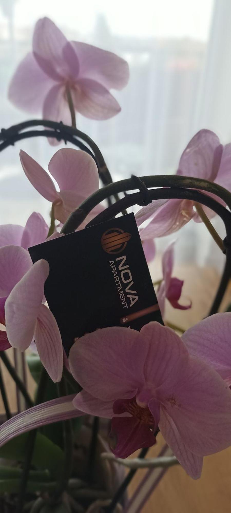 Nova Apartment Санок Екстериор снимка